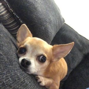 Meet your Posher, Molly